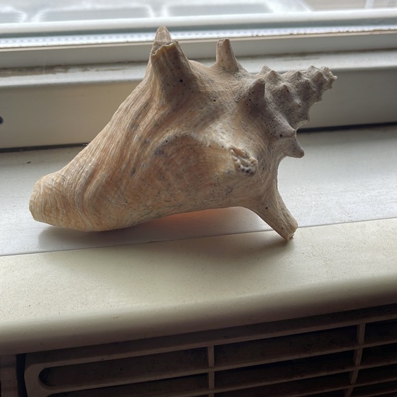 Shell - Picture 3 of 6